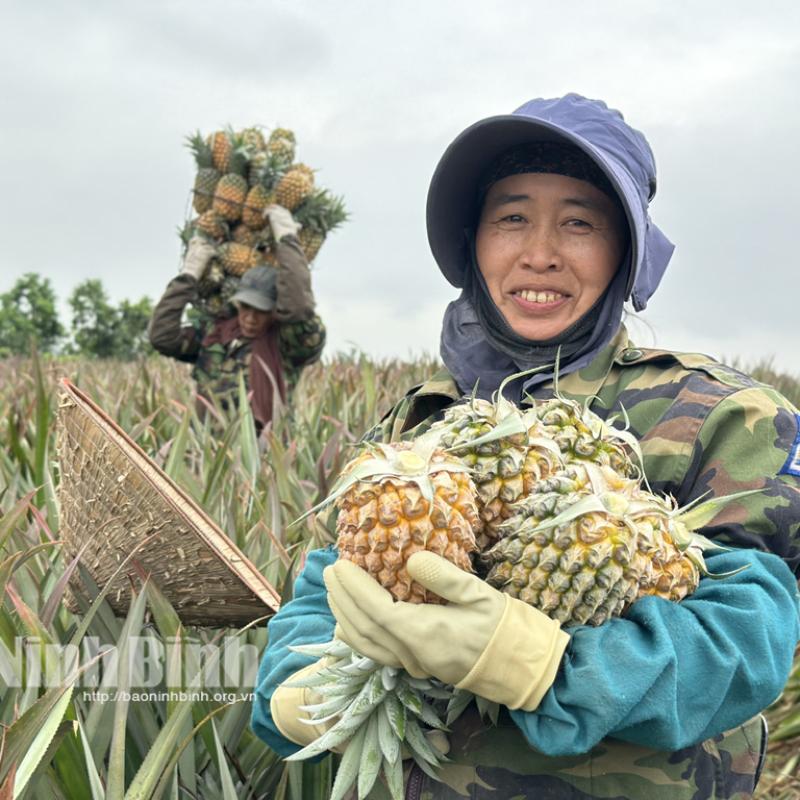 Dứa Đồng Giao bội thu, nông dân “hái ra tiền”
