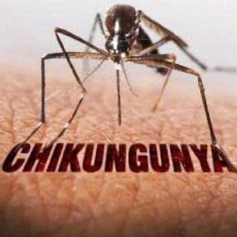 Bộ Y tế đề nghị tăng cường phòng, chống bệnh Chikungunya